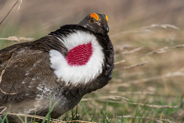 Male Dusky Grouse in Mating Courtship Display