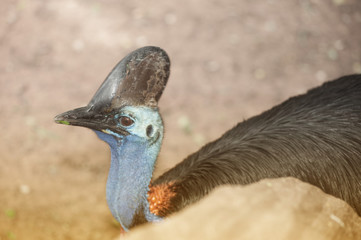 A close-up portrait of the massive flightless bird, the Cassowary, in  Australia