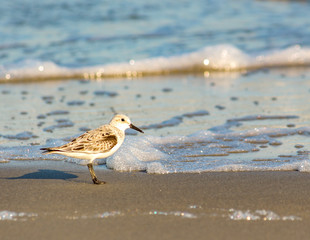 Sandpiper on the Beach