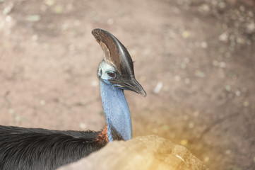 A close-up portrait of the massive flightless bird, the Cassowary, in  Australia