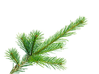 Fir or Spruce Branch Isolated on White