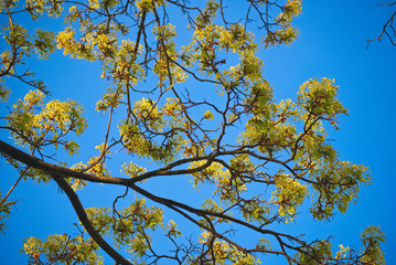 Branches of flowering linden tree