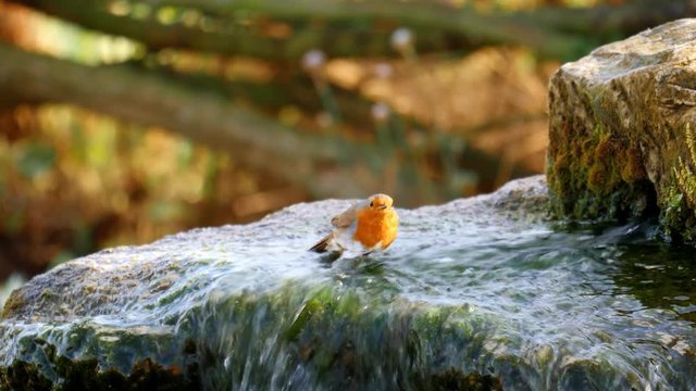 wildlife birds - Robin splashing in water: Stafford, England - April 2017