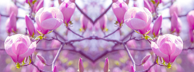  cover pink magnolia flower on a branch © lms_lms