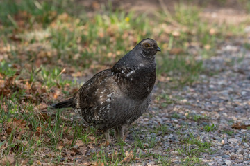 Male Dusky Grouse on a Spring Morning