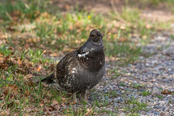 Male Dusky Grouse on a Spring Morning