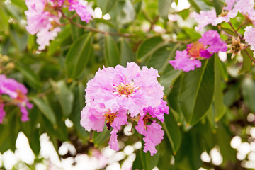 Lagerstroemia macrocarpa Wall Flower,Lythraceae,Queen's flower.