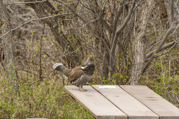 Male Dusky Grouse on a Spring Morning