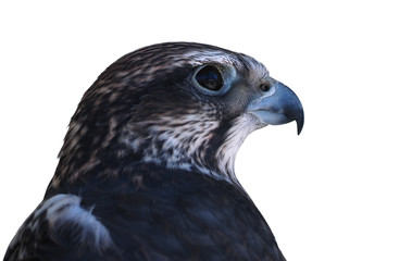 Falcon male close-up side view isolated at white