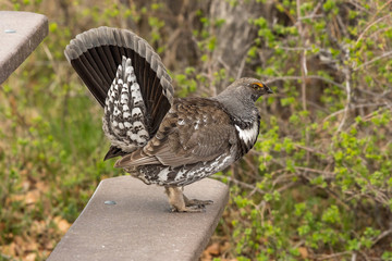 Male Dusky Grouse on a Spring Morning
