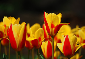 Yellow tulips close-up