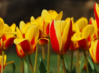 Yellow tulips closeup