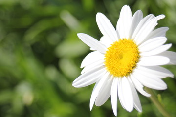 Obraz premium Single daisy