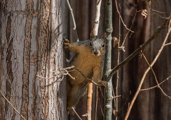 Cute Squirrel Shenanigans