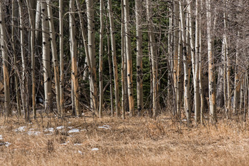 Moose Sign on an Aspen Grove