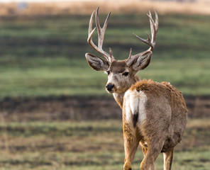 Mule Deer Buck Looking Back