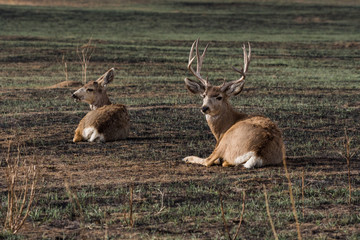 A Mule Deer Pair Resting in a Field