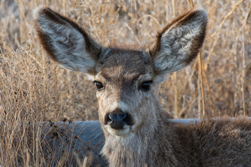 Young Mule Deer with Funny expression