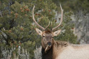 A Juvenile Bull Elk Wondering Through the Forest