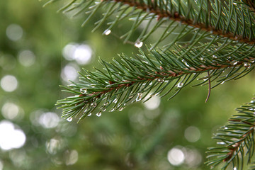 pine