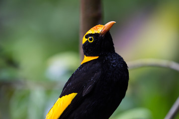 Wild Regent Bower Bird