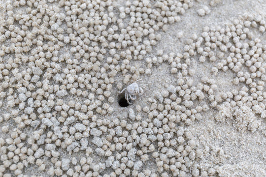Tiny ghost crab digging the sand balls and crab hole on sandy beach.