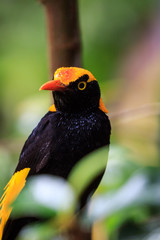 Wild Regent Bower Bird