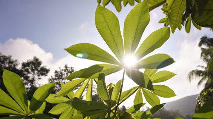 cassava leaves when the sun rises