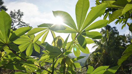 cassava leaves when the sun rises