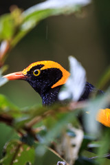 Wild Regent Bower Bird