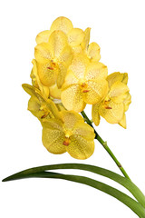 Yellow orchid branch isolated on white background