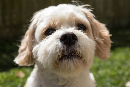Cavachon