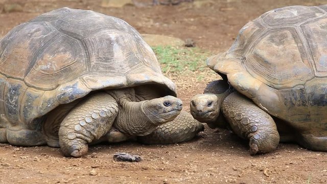 Giant turtles, dipsochelys gigantea in island Mauritius , Close up