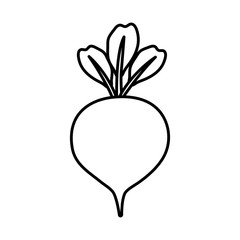 beetroot vegetable icon over white background. vector illustration