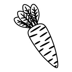 carrot vegetable icon over white background. vector illustration