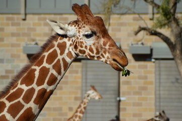 Giraffe