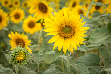 Field of sunflowers, Close up front of sunflower