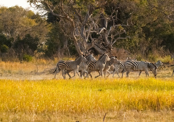 Small zebra herd walking by in Botswana.