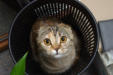 Cat in trash bin. Funny cat hiding in recycler bin.