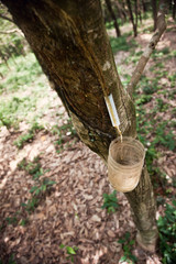 Milky latex extracted from rubber tree 
