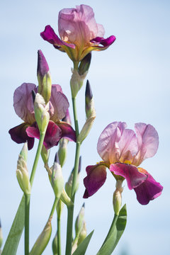  flowers of lilac iris