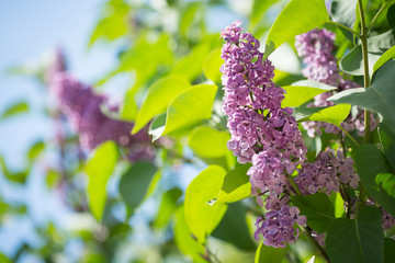 Branches of a blossoming lilac