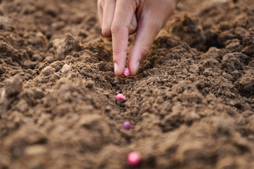 farmer is hand planting seed corn in soil