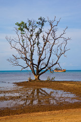 Fototapeta na wymiar Lonely tree in the sea 