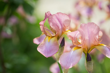  flowers of lilac iris