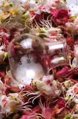 Aesculus hippocastanum Ippocastano Conker tree Horse-chestnut كستناء الحصان Ձիակասկ սովորական Fiore Castaño de Indias Flower Marronnier d'Inde Flor Gewöhnliche Rosskastanie 欧洲七叶树 Hevoskastanja 마로니에