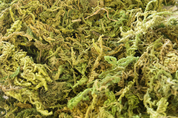 This is a photograph of Green Moss used for decoration