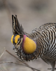 Greater Prairie Chicken