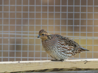 Bobwhite Quail