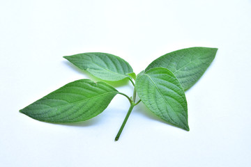 green leaf of plant on white background.
